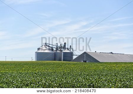 This is a midwestern soybean crop waiting to rippen then probably placed in the storage facility next door.