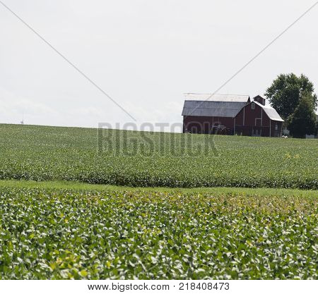 These are fields of soybeans that are just starting to rippen for falls harvest.