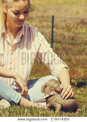 Woman playing with little pinscher ratter prazsky krysarik crossbreed small dog outside on grass during summer spring weather