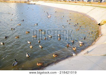 Ducks swimming in the pond. Wild mallard duck. Drakes and females.