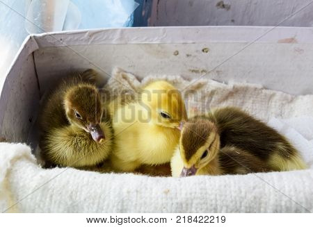 Ducklings of a musky duck. Ducklings of a musky duck in the shelter with hay on a floor and a box for a lodging for the night.
