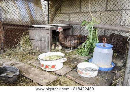 Muscovy Duck Mother With Ducklings. Ducklings Of A Musky Duck. Ducklings Of A Musky Duck In The Shel