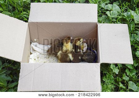 Ducklings Of A Musky Duck. Ducklings Of A Musky Duck In The Shelter With Hay On A Floor And A Box Fo