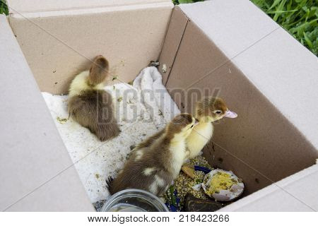 Ducklings of a musky duck. Ducklings of a musky duck in the shelter with hay on a floor and a box for a lodging for the night.