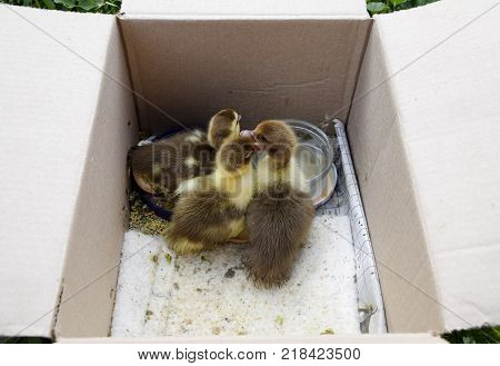 Ducklings of a musky duck. Ducklings of a musky duck in the shelter with hay on a floor and a box for a lodging for the night.