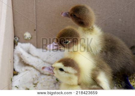 Ducklings of a musky duck. Ducklings of a musky duck in the shelter with hay on a floor and a box for a lodging for the night.