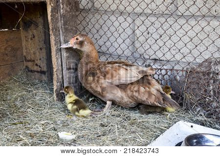 Muscovy duck mother with ducklings. The musky duck. The maintenance of musky ducks in a household.