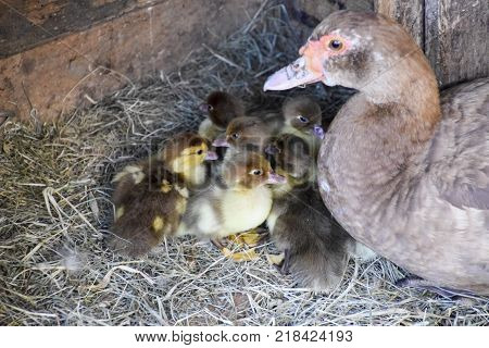 Muscovy duck mother with ducklings. The musky duck. The maintenance of musky ducks in a household.
