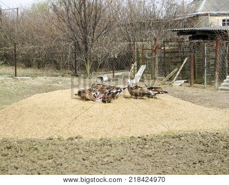 The musky duck. The maintenance of musky ducks in a household.