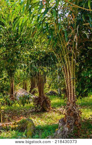 Young Oil Palm on Plantation in Asia.