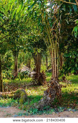 Young Oil Palm on Plantation in Asia.