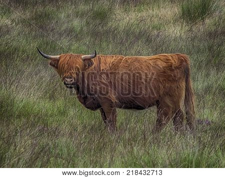 Can you see me asked the Heilan Coo