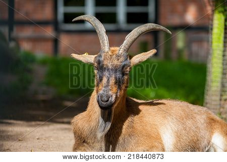 portrait of a german male goat with a long beard