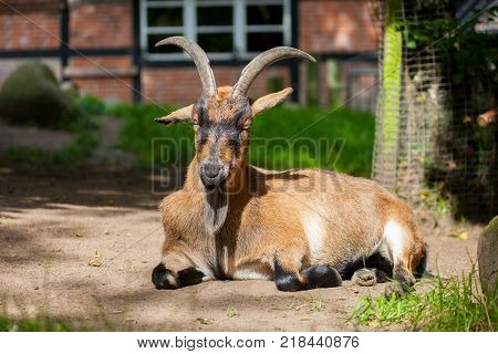 portrait of a german male goat with a long beard
