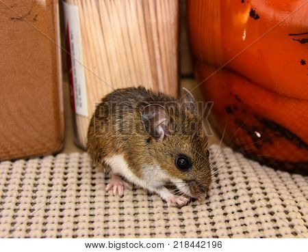 A side view of a brown house mouse, Mus musculus, in a kitchen cabinet with food products in the background.