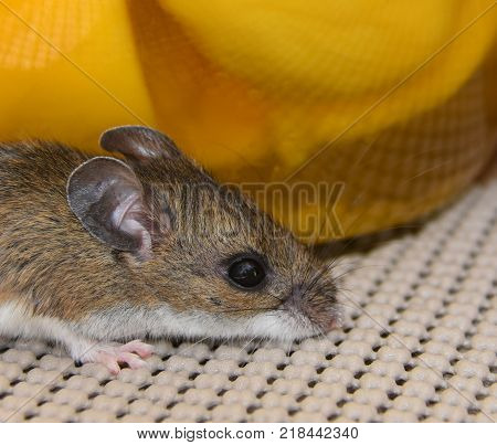 A head shot of a house mouse, Mus musculus, in a kitchen cabinet in front of a jar of sliced mangos.