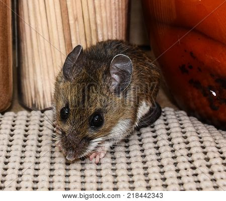 Close up view of a brown house mouse, Mus musculus, in a kitchen cabinet with food in the background.