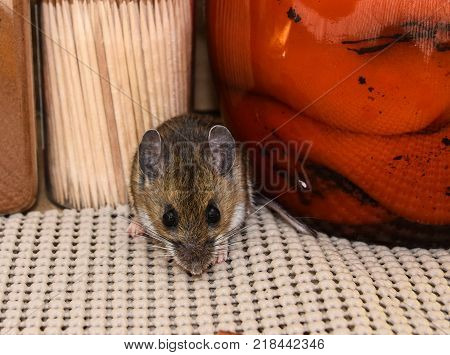 A close up and frontal view of a house mouse or Mus musculus, between food products in a kitchen cabinet.