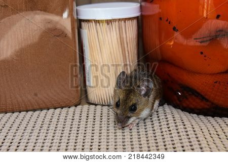 A frontal view of a brown house mouse or Mus musculus, in a kitchen cabinet with jars of food and toothpicks in the background.