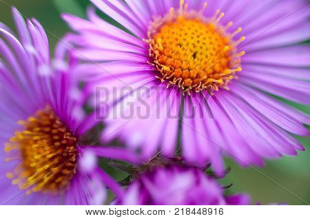 Pink autumn flower close up macro shot