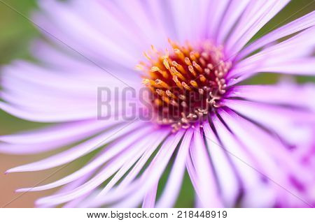 Pink autumn flower close up macro shot