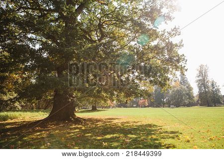 Autumn scene. A huge oak in the foreground on a forest glade on a sunny day