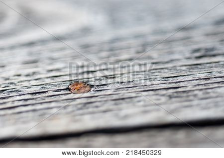 Rusty nail close up in pine table top.