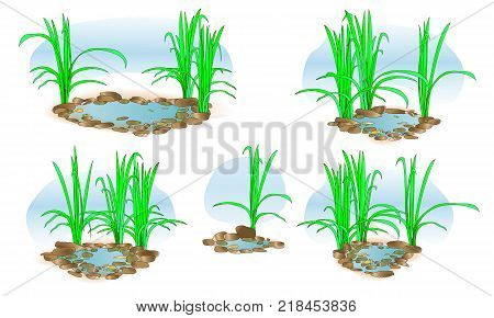 Little lake with grass. Vector. For landscape design and printing. Set.