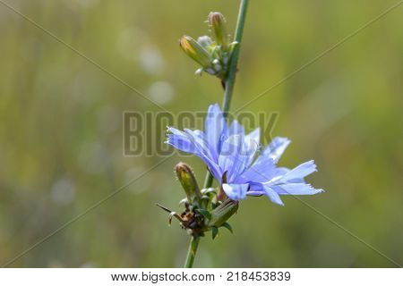 Flower Of The Common Chicory Plant
