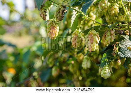 Cones of the common hop. Humulus lupulus
