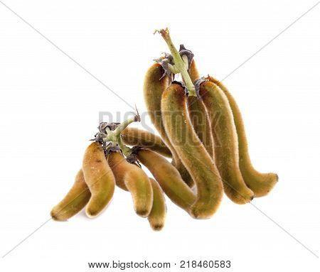 nettles brown pods with on white background(Mucuna pruriens).
