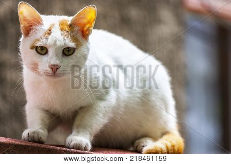 wild cat in urban environment. from a pet in a street predator. beautiful kitten looks right in you. fluffy kitten looks and winks naughty.