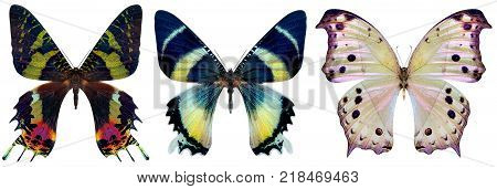 beautiful butterfly isolated on a white background