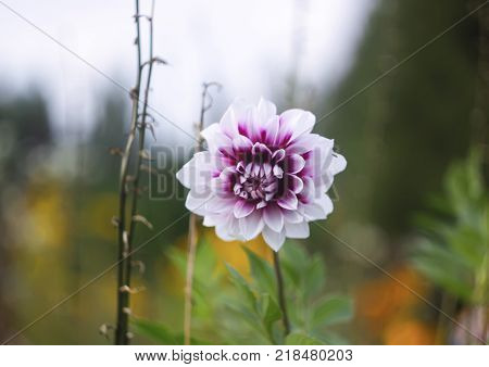 Dahlia flower with bicolor petals in a summer park.