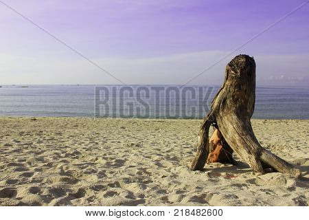 a piece of wood roots in the sea