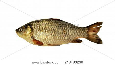 Fish river crucian carp isolated on white background