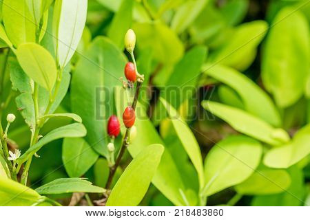 Leaves of coca plant or Erythroxylum novogranatense
