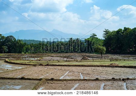 Close-up photograph of paddy fields with crops of rice in Sri Lanka