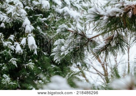 winter frost. winter-tide, winter-time. a deposit of small white ice crystals formed on the ground or other surfaces when the temperature falls below freezing.