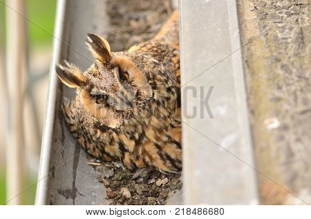 The long-eared owl Asio otus . The long-eared owl female hatches on eggs in gutter. Bird in the nature habitat.