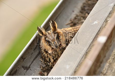 The long-eared owl Asio otus . The long-eared owl female hatches on eggs in gutter. Bird in the nature habitat.