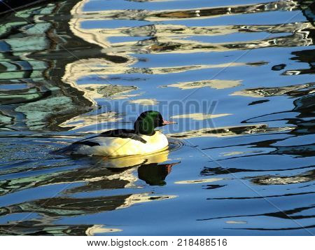 Handsome male goosander on river during winter