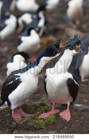 Pair of Imperial Shag (Phalacrocorax atriceps albiventer) engaged in a courtship ritual on the cliffs of Saunders Islands in the Falkland Islands.