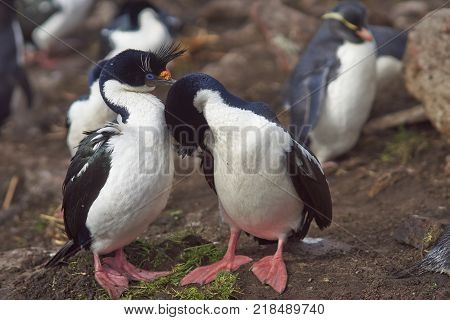 Pair of Imperial Shag (Phalacrocorax atriceps albiventer) engaged in a courtship ritual on the cliffs of Saunders Islands in the Falkland Islands.