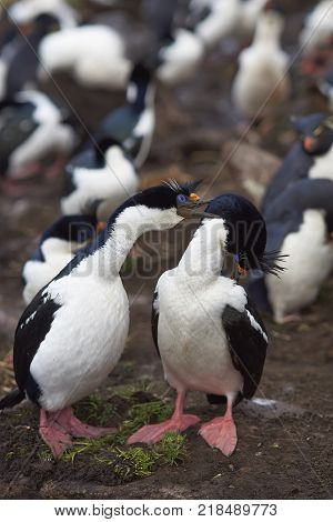 Pair of Imperial Shag (Phalacrocorax atriceps albiventer) engaged in a courtship ritual on the cliffs of Saunders Islands in the Falkland Islands.