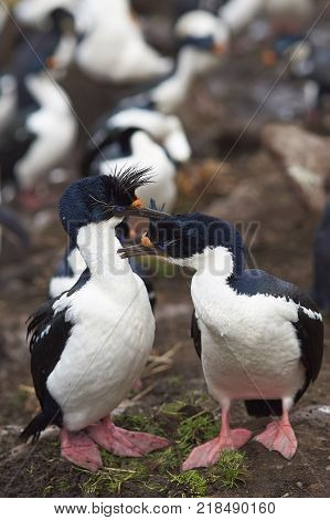 Pair of Imperial Shag (Phalacrocorax atriceps albiventer) engaged in a courtship ritual on the cliffs of Saunders Islands in the Falkland Islands.