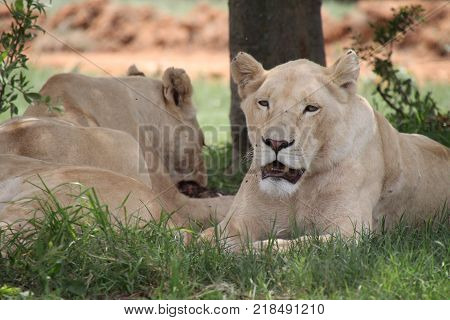 Group of lions in Johannesburg, South Africa