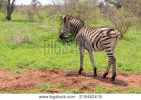 Zebras of Africa, wild animal feeding grass in Kruger national park in South Africa