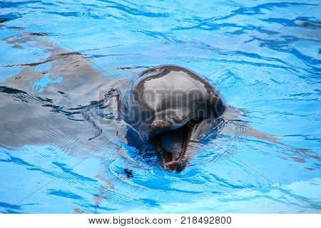 Smiling dolphin. dolphins swim in the pool