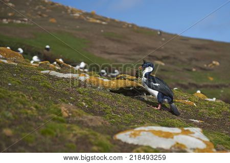 Imperial Shag (Phalacrocorax atriceps albiventer) carrying nesting material on the cliffs of Saunders Islands in the Falkland Islands.
